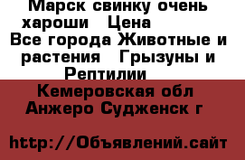 Марск свинку очень хароши › Цена ­ 2 000 - Все города Животные и растения » Грызуны и Рептилии   . Кемеровская обл.,Анжеро-Судженск г.